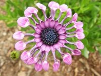 Osteospermum.jpg