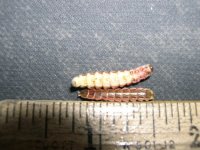 firefly_larvae.jpg