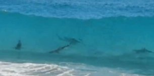 sharks-close-to-shore.jpg
