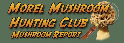 mushroom_report_sm.jpg