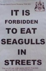 seagull_eat.jpg