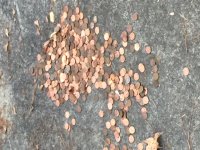 pennies 2.JPG