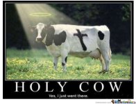 the-holy-cow_o_1026859.jpg