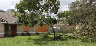 Tree Irma.jpg
