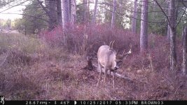 2-4 brow 8pt Buck (1).jpg