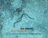 Sea Snake.jpg