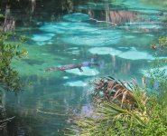 Alligator floating in Fern Hammock Springs Florida July 29 2012.jpg