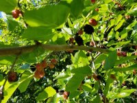 7-3-18 Mulberries.jpg