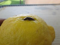 lemon war nickle 004 (Small).JPG