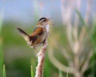 Marsh Wren1.jpg