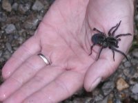 Wolf Spider 03.jpg