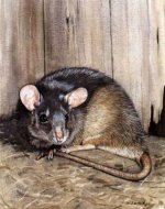 black_rat_large.jpg