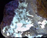 Aragonite, KY Hwy 11 roadcut, Owingville Bath Co., KY, FOV=4 in., LWUV 365nm.JPG