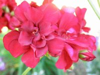 redflower-1.JPG