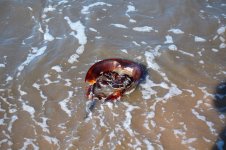 horseshoe crab0001.JPG