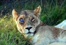 lioness evil eye (Small).jpg