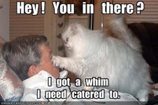 funny-pictures-cat-wants-you-to-cater-to-his-whims[1].jpg