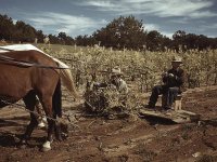 harvesting-corn-pie-town-new-mexico-october-1940.jpg