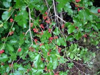 07-mulberries.jpg