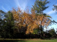 fall-yellowleaves.jpg