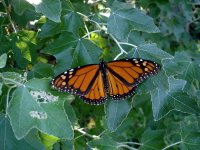 monarch-butterfly.jpg