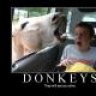 $teamDonkey