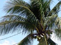 coconut-tree.jpg