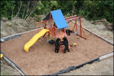 bears5.jpg