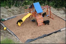 bears6.jpg