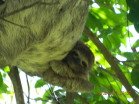 baby sloth.jpg
