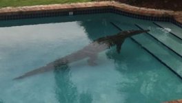 gator in pool.jpg