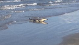 gator at beach.jpg