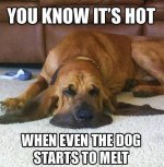 So Hot Dog.jpg