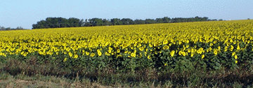 Sunflowers1.gif