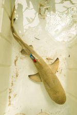 A-juvenile-lemon-shark-tagged-with-an-accelerometer.jpg
