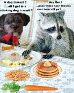 Muds_raccoon_at_the_table.jpg