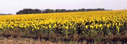 Sunflowers 2.gif