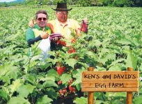 Kens_Davids_eggplant__farm.jpg