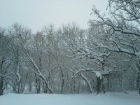 Our Snowy Yard #2.jpg