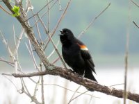 Redwing Blackbird_2.jpg