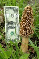 Giant Morel 05-17-19 c and r.jpg