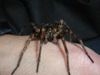 Wolf Spider 2 03.jpg