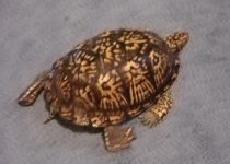 turtle1.jpg