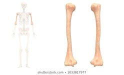 human-skeleton-system-humerus-anatomy-260nw-1033817977.jpg