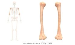 human-skeleton-system-humerus-anatomy-260nw-1033817977.jpg