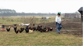 Mud_detecting_with_chickens.jpg