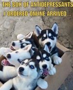 COVID_The-box-of-antidepressants-arrived-husky-puppies.jpg