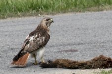 May 10th Redtail_3c.jpg