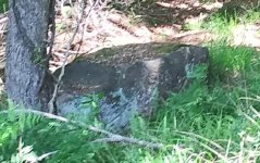 big rock off edge of property.jpg