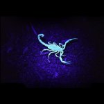 scorpion under UV light.jpg
